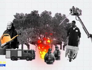 Europe’s forests: Where are they growing fastest?