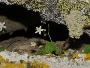 İzmir’de Yeni Bitki Tipi Keşfedildi