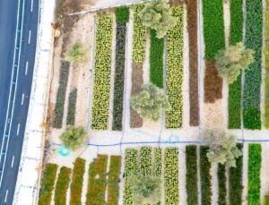 İzmir’in Renkleri Büyükşehir Fidanlıklarında Filizleniyor