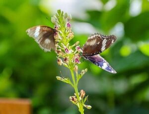Konya’nın Turizm Yıldızı: Konya Tropikal Kelebek Bahçesi 2025’te 603 bin, toplamda 4 milyon 136 bin 888 ziyaretçiyi ağırladı