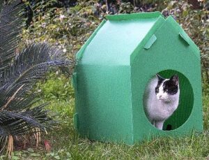 Lider Tugay kelam verdi, kediler sıcak yuvalarına kavuştu