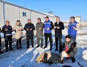 Sivas’ta Kar Yağışı İçin Şükür Kurbanı Kesildi