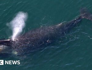 US sighting of rare whale first recorded off Donegal ‘extrarordinary’