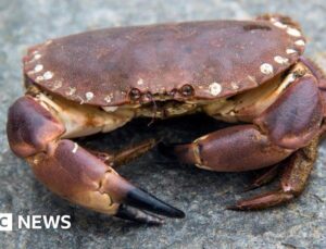 Workers recover 15,000 crabs after lorry crashes into field