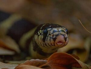 3 Kısımdan Oluşan ‘Yılanların Zımnî Dünyası’, 1 Mart Pazar 20.00’de National Geographic WILD Ekranlarında!