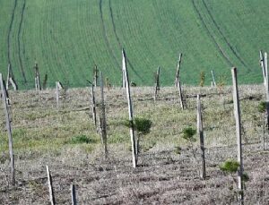 3 yılda 7 bin 761 fidan dikildi