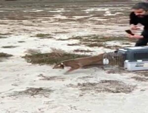 Ağır yaralı bulundu, sağlıklı formda tabiata salındı