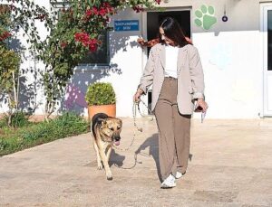 Can dostlar yeni yuvalara sahiplendiriliyor