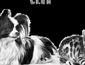 Kediler ve Köpekler İçin Sağlıklı Beslenme ve Ayrıcalıklar Tek Çatı Altında