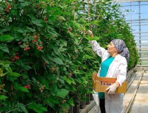 Seralarda sel felaketine Elara Tarım’dan dirençli tahlil