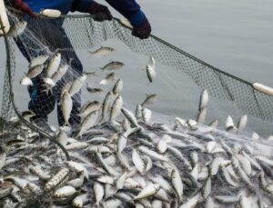 Türkiye’nin Balık İhracatı 2026 Yılına Rekorla Girdi