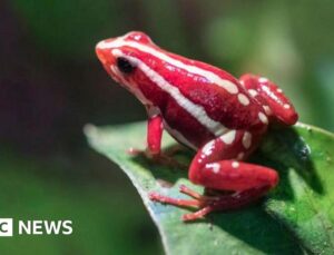 What is the dart frog toxin allegedly used to kill Alexei Navalny?