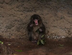 At a ‘critical time’ for species preservation, this award celebrates leading conservationists