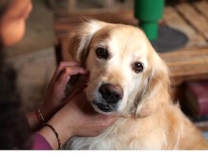 Boehringer Ingelheim’dan Global Araştırma