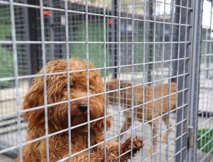 Buca’nın can dostlarına “beş yıldızlı” bakım