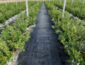 DCT Trading Teknoloji Entegreli Tarım Yatırımlarıyla Büyüyor