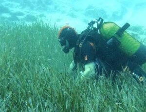 Garanti BBVA ve TURMEPA’dan Deniz Çayırlarına Mavi Nefes