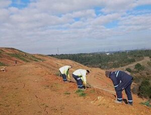 Gebze’de 4 bin 500 sedir ağacı toprakla buluştu