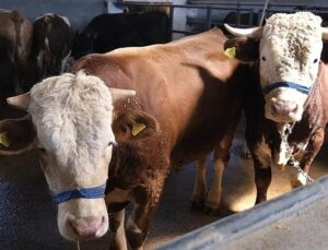 İnegöl Belediyesi Hayvan Pazarının Kotra İhale Tarihi Aşikâr Oldu