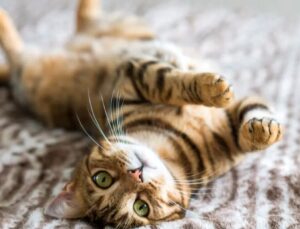 Kedi ve Köpeklerin %40’ı Fazla Kilolu veya Obez