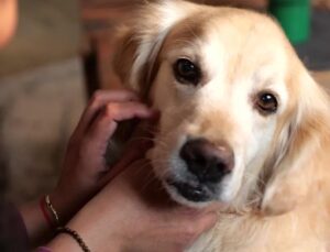 Pet Ebeveynleri Parazit Riskleri Konusunda Yeterli Farkındalığa Sahip Değil