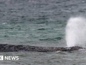 Whale swims off sandbank after big German rescue effort on Baltic coast