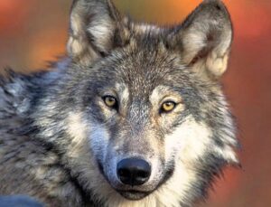 Wolf bites woman in Hamburg shopping area in Germany’s first attack in decades