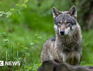 Wolf bites woman in shock German attack in Hamburg shopping street