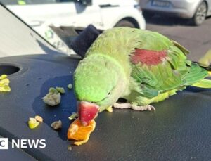Airport seeking public’s help to reunite parrot with owner