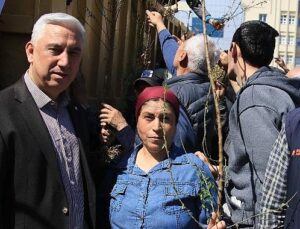 Bergama’dan Üretime Büyük Takviye: Ahlat Ağaçları Aşılandı, Binlerce Fidan Dağıtıldı