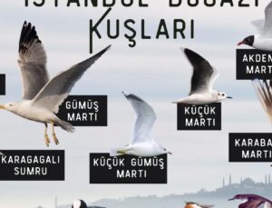 Borusan Contemporary’den Doğa ile Sesin Buluştuğu Bir Deneyim: Kuş Gözlemi ve Dijital Müzik Atölyesi
