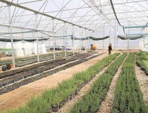 Büyükşehir’den Alanya’nın coğrafik işaretli keçiboynuzuna takviye