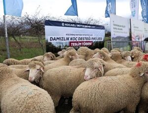 Büyükşehir’den hayvancılığa damızlık koç takviyesi