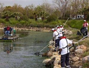 Çakalburnu Lagünü’nden Körfez’e yayılan yosunlara ağır müdahale