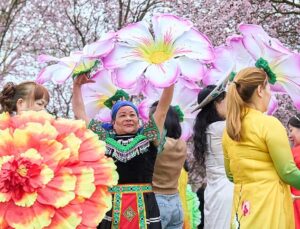 Cherry Blossom Festival in Berlin attracts many tourists this spring