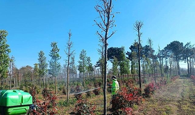 Fidanlara kollayıcı müdahale