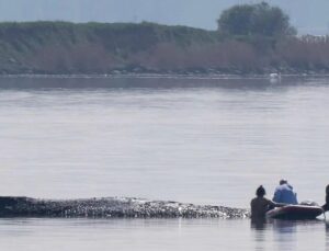 German rescuers plan to use air cushions in bid to save Timmy the stranded whale