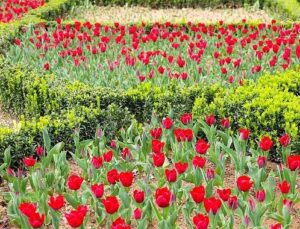 İstanbul’da Renk Cümbüşü: Lale Bayramı 11-12 Nisan’da Kutlanacak