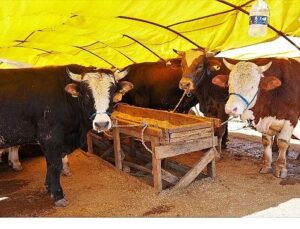 Keçiören’de Kurban Satış Alanı Müracaatları Başlıyor