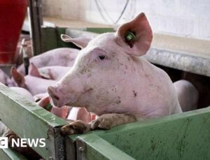 Spain’s huge pork industry seeks salvation from swine fever threat