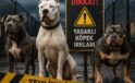 Türkiye’de Yasaklı Köpek Türleri 2026: Güncel Liste, Cezalar ve Yeni Düzenlemeler