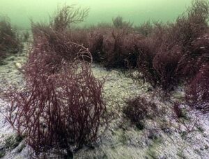 Yerin sahipleri geri döndü