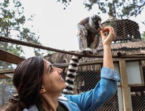 Antalya Doğal Hayat Parkı’nda yavru lemur sevinci