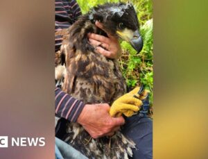 Around the island in 48 days: White-tailed eagle goes on Irish grand tour