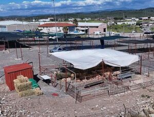 Ayvalık’ta Kurban Pazarı Hizmete Açıldı