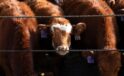 Cattle theft in Germany: organised gangs target farms