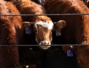 Cattle theft in Germany: organised gangs target farms