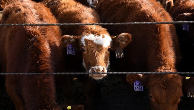 Cattle theft in Germany: organised gangs target farms