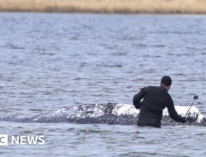 Dead whale towed ashore in Denmark ahead of autopsy