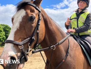 Fergie’s former racehorse enjoying a retirement with beaches and beer